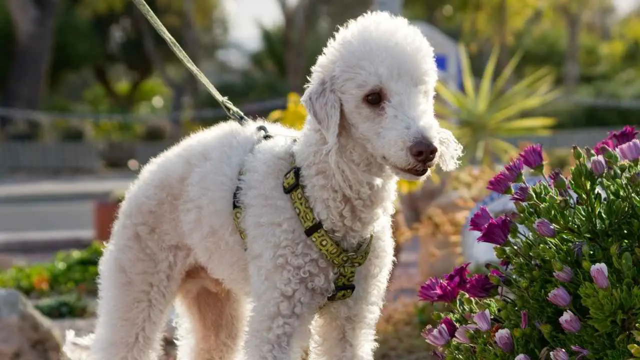 Bedlingtonterrier