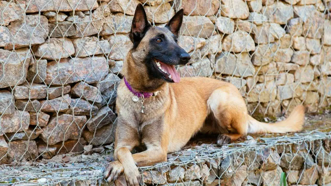 Malinois belga