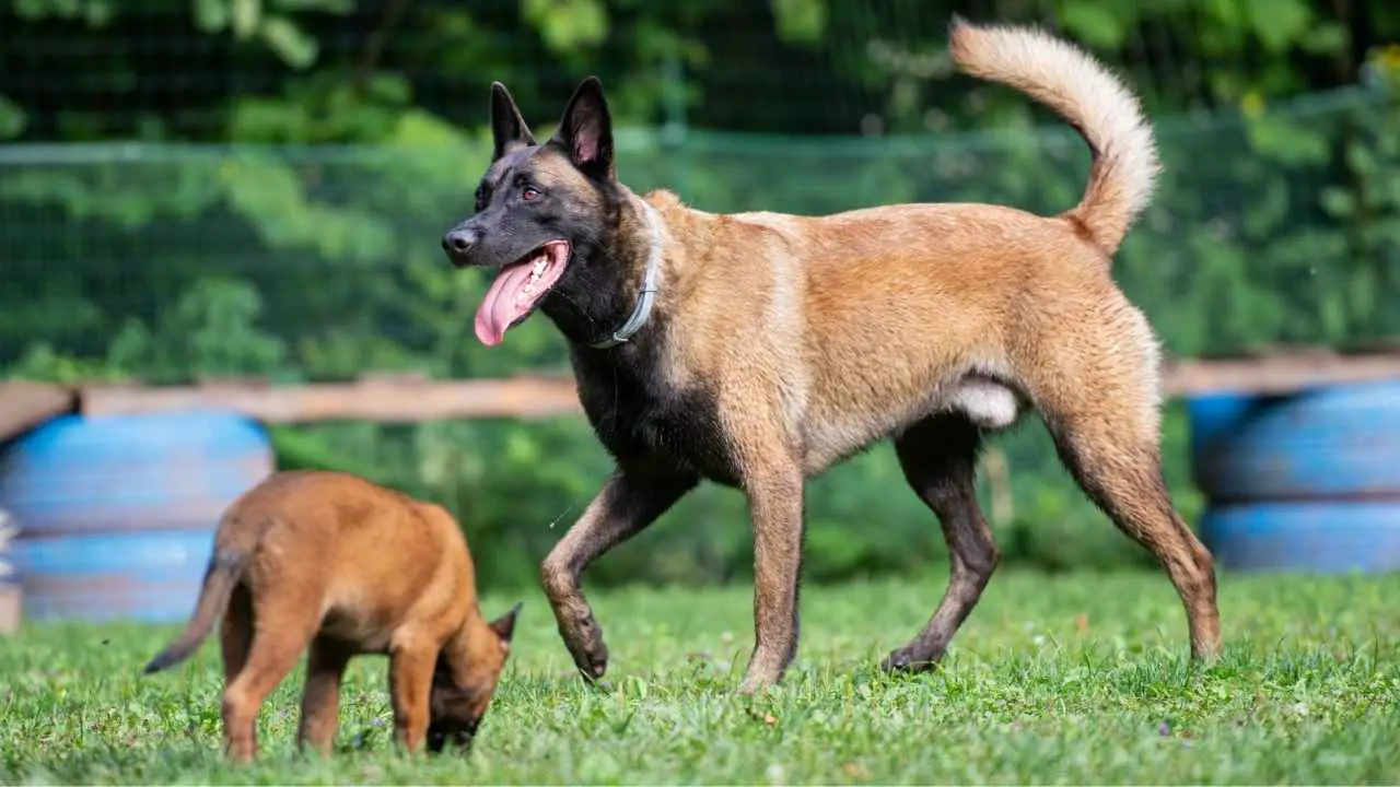 Malinois belga