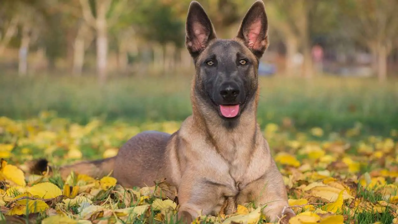 Malinois belga