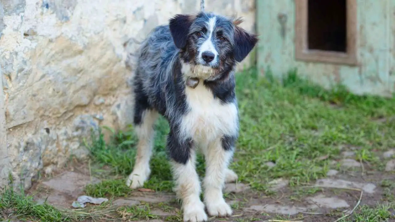 Pastore Bergamasco