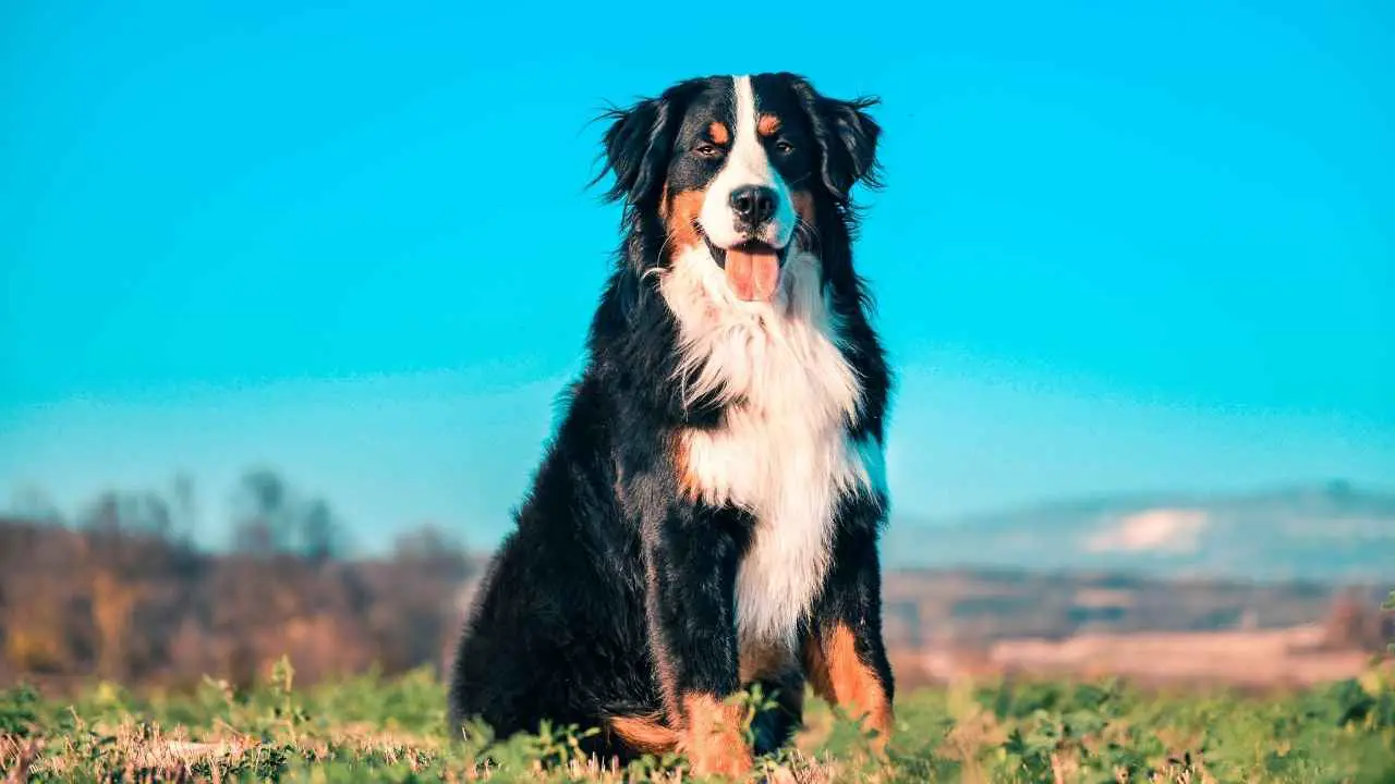 Bovaro del Bernese