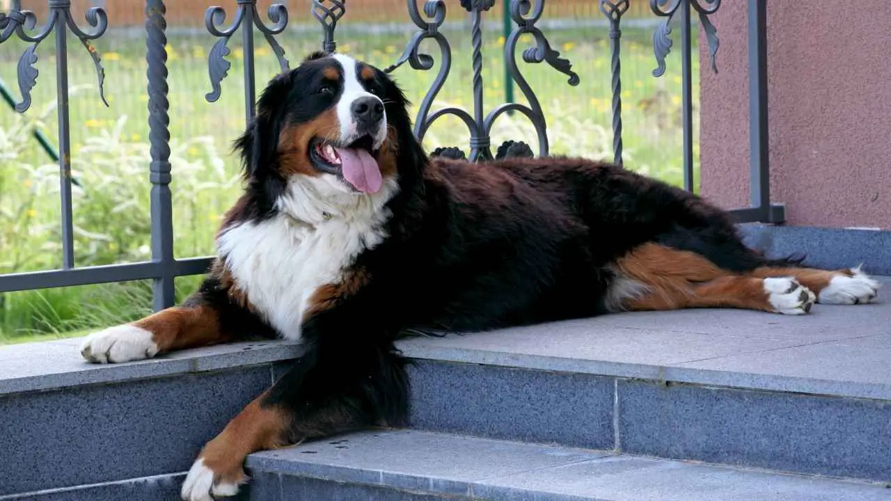 Bovaro del Bernese