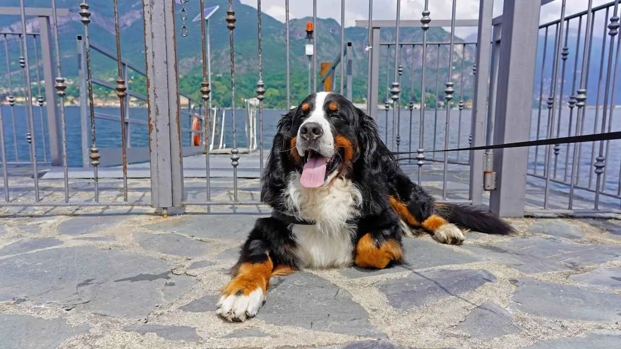 Bovaro del Bernese