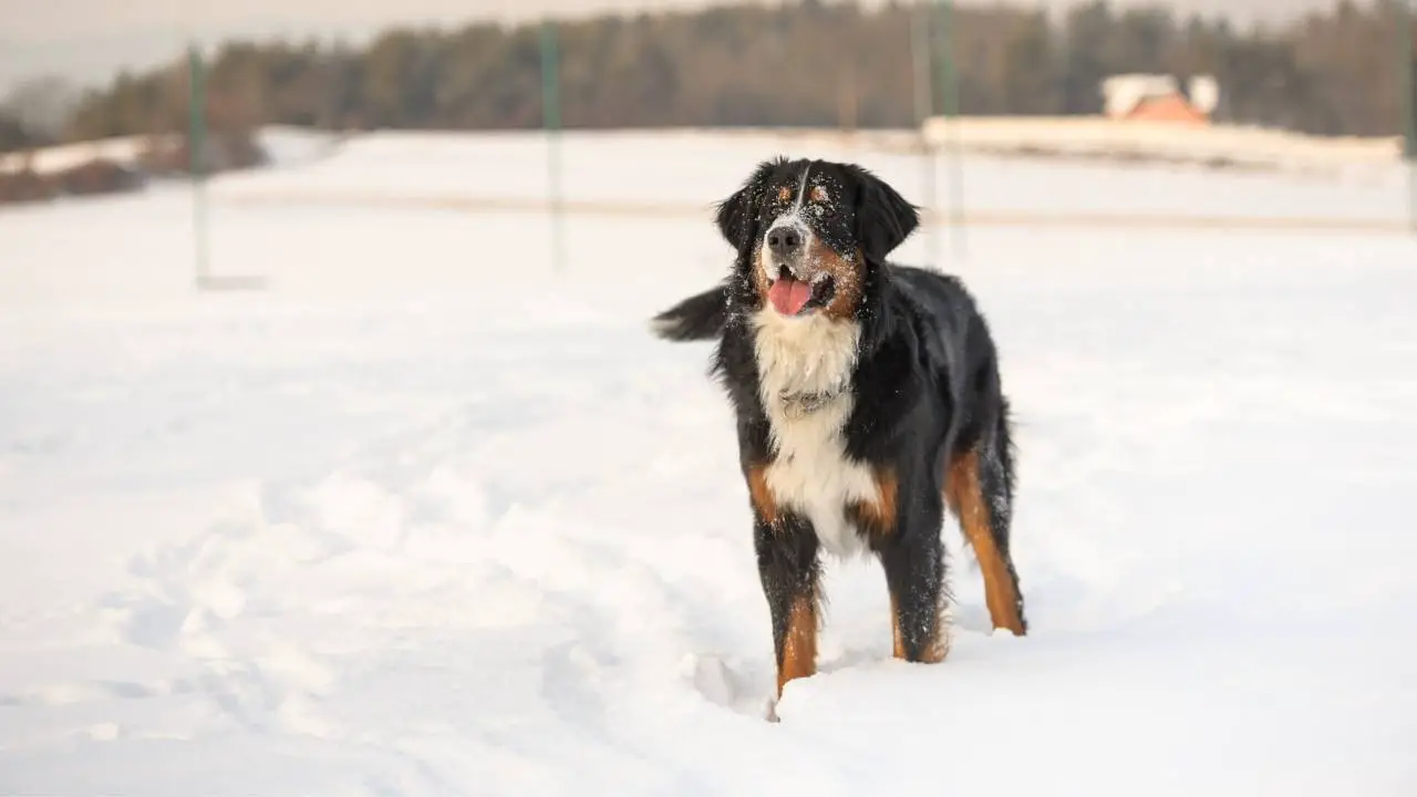 Bovaro del Bernese