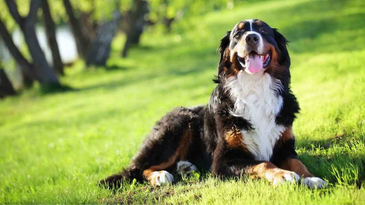 Bovaro del Bernese