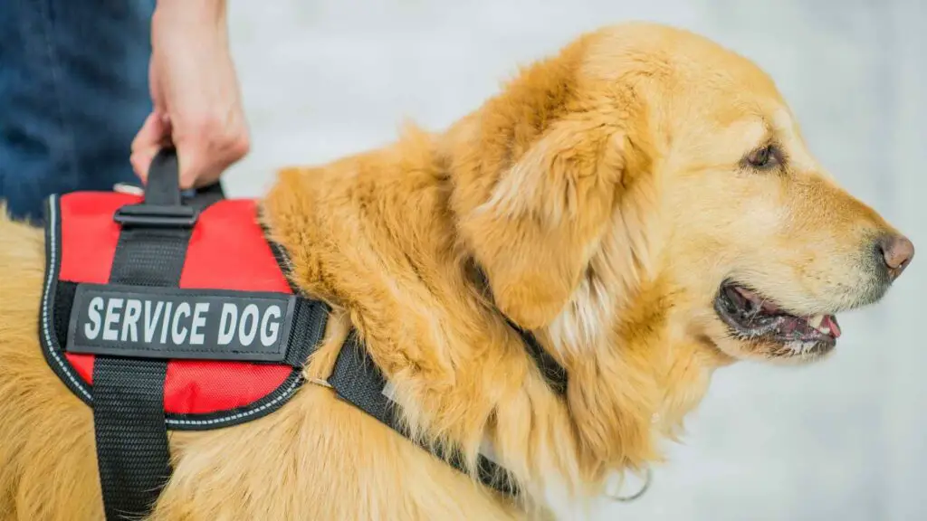 Best Service Dog Breeds for Anxiety