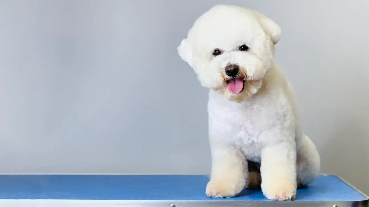 Bichon Frise