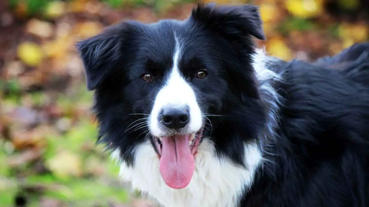 Collie di confine