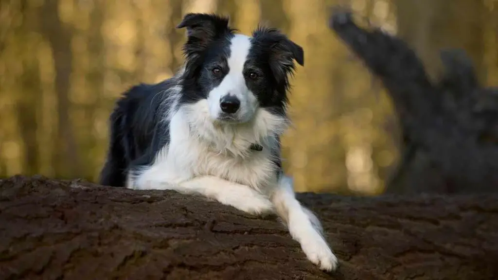 I Border Collie sono ipoallergenici?