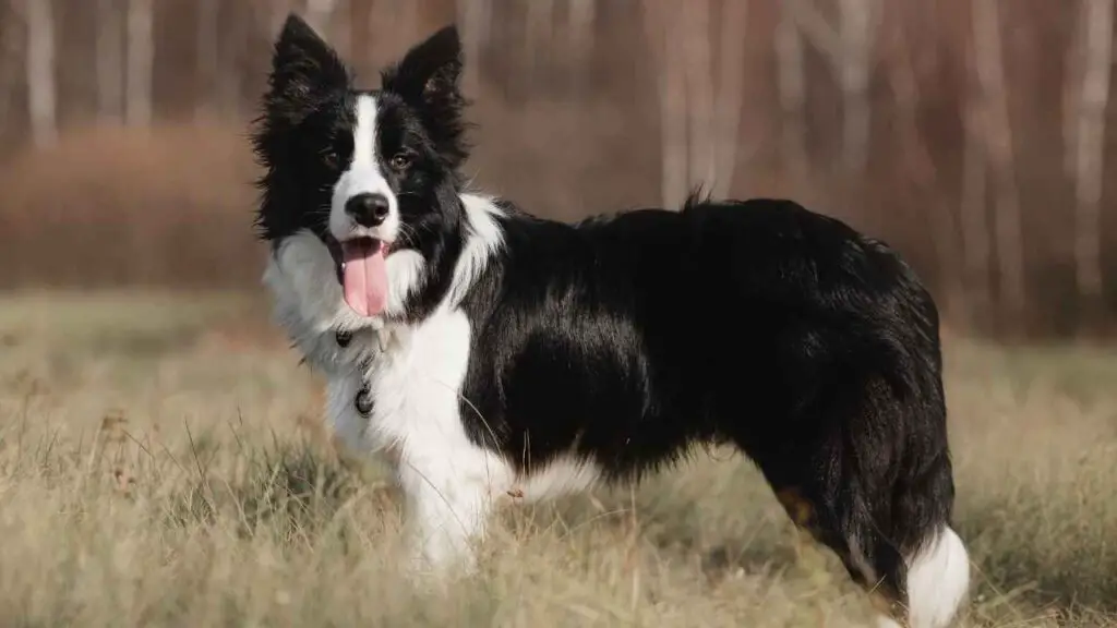 Cappotto del Border Collie