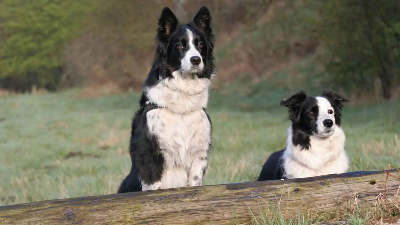 Collie di confine