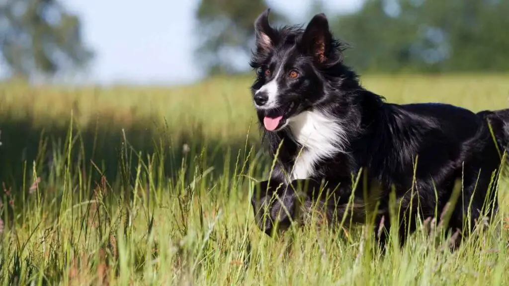 Collie di confine