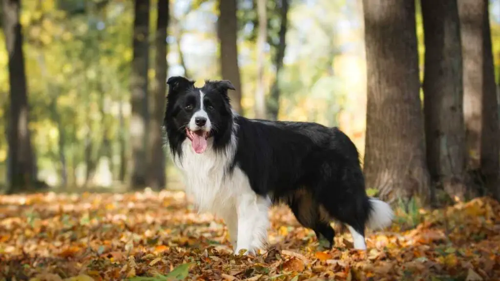 Origini del Border Collie