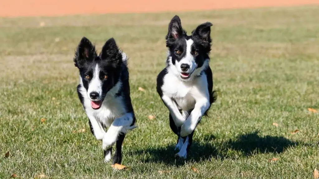 Aspetto del Border Collie