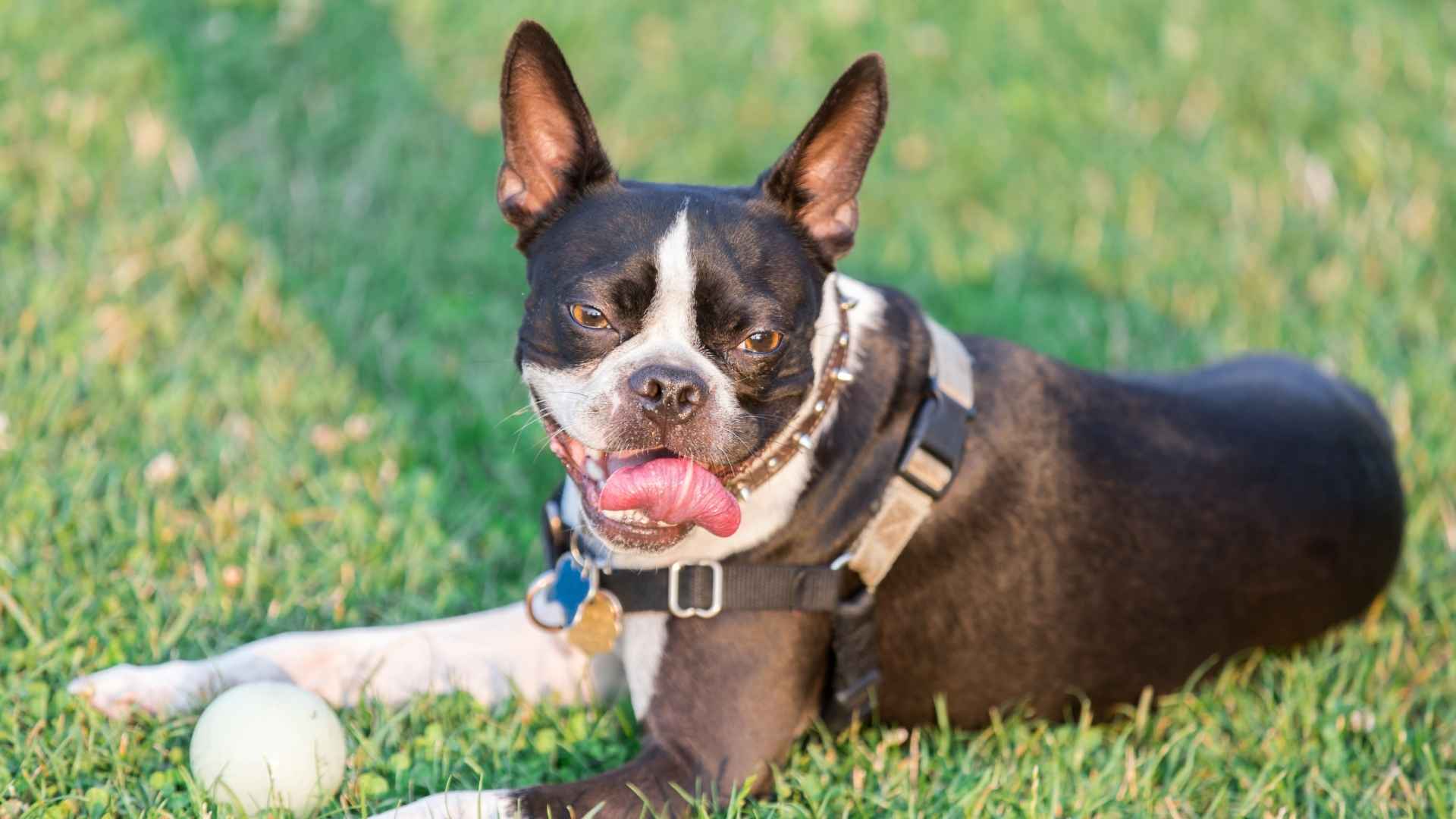 Boston Terrier