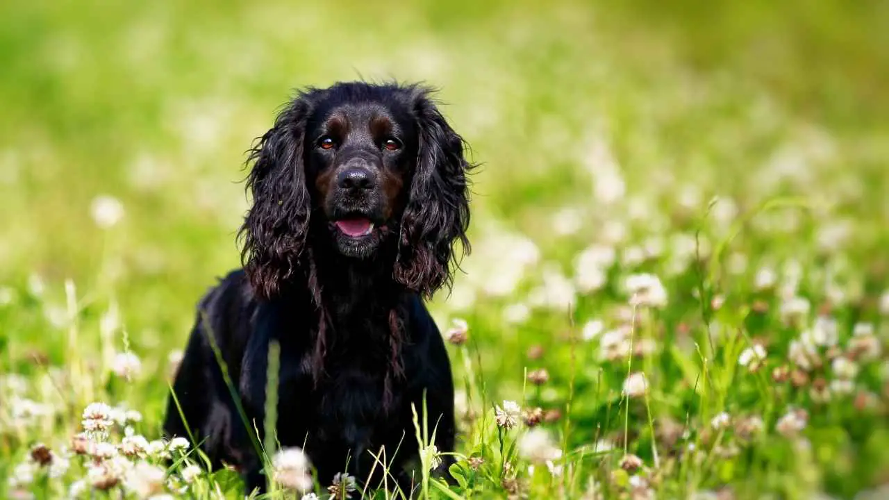 Boykin Spaniel