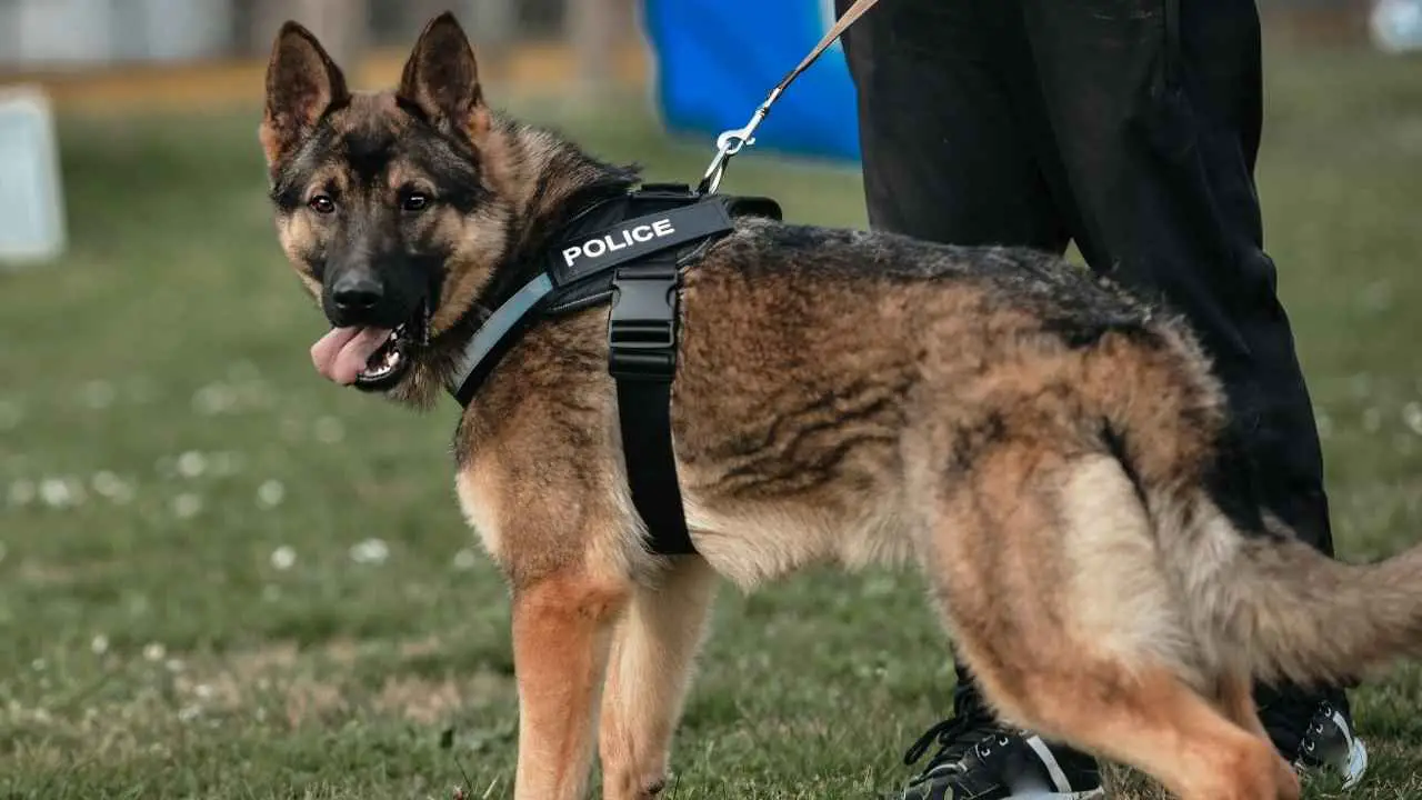 Bravest Most Common Breeds Of Police Dogs