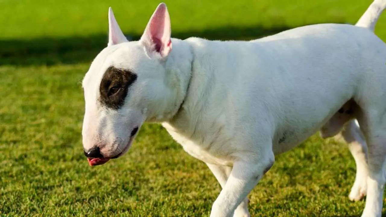 Bull Terrier