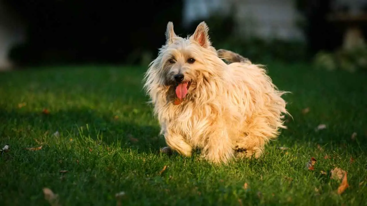 Cairn Terrier