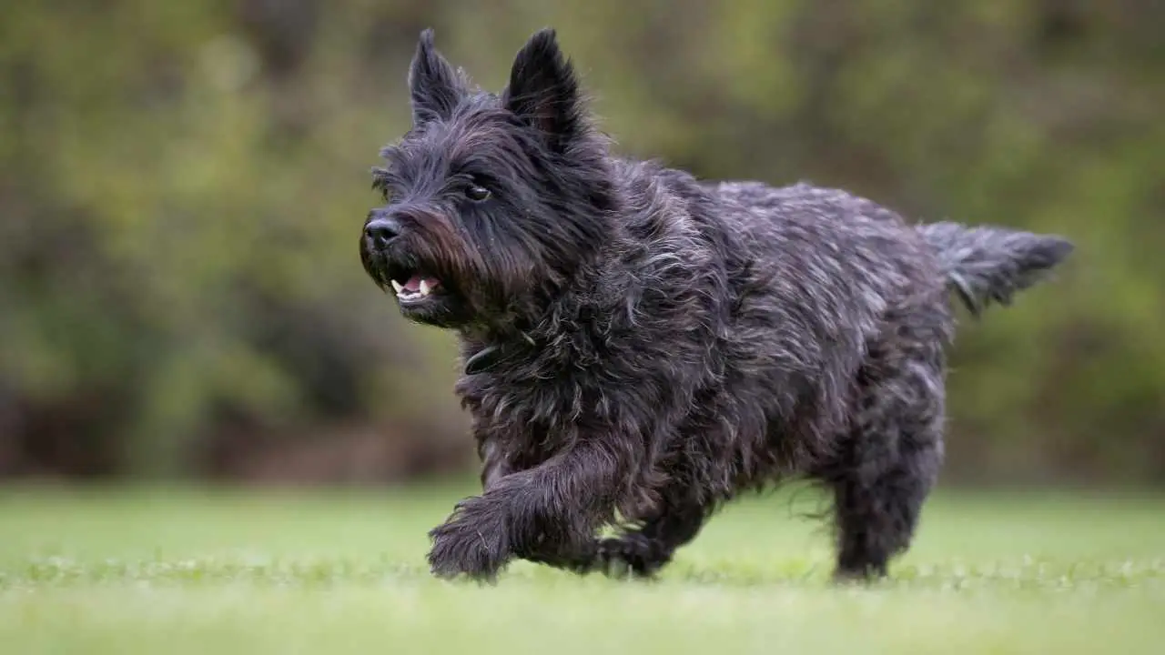 Cairn Terrier