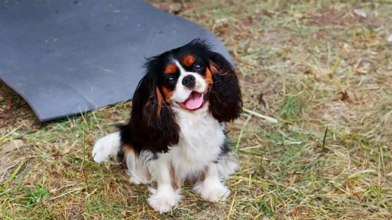 Cavalier King Charles Spaniel