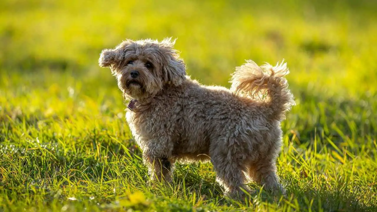 Cavapoo