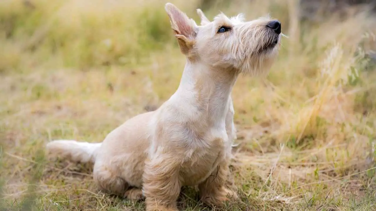 Cesky Terrier