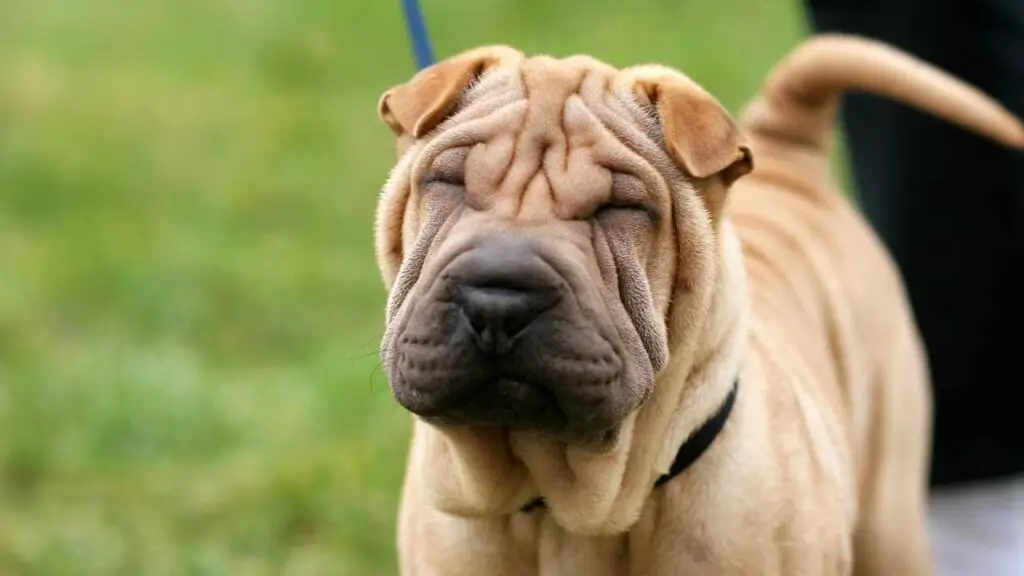 Shar-Pei