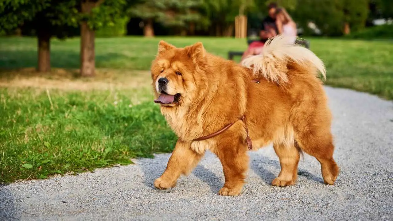 Chow Chow