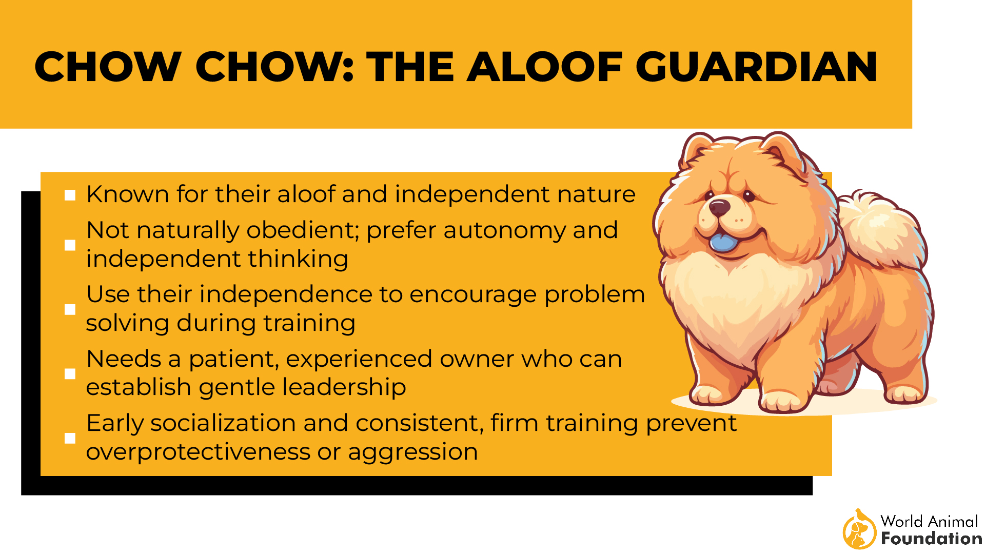 Chow Chow il guardiano distaccato-01