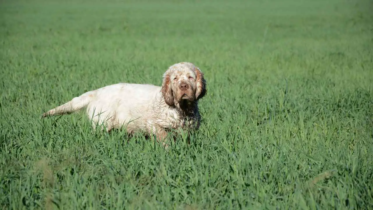 Clumber Spaniel