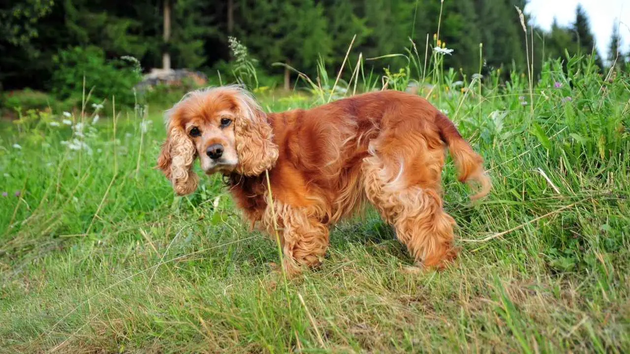 Cocker Spaniel