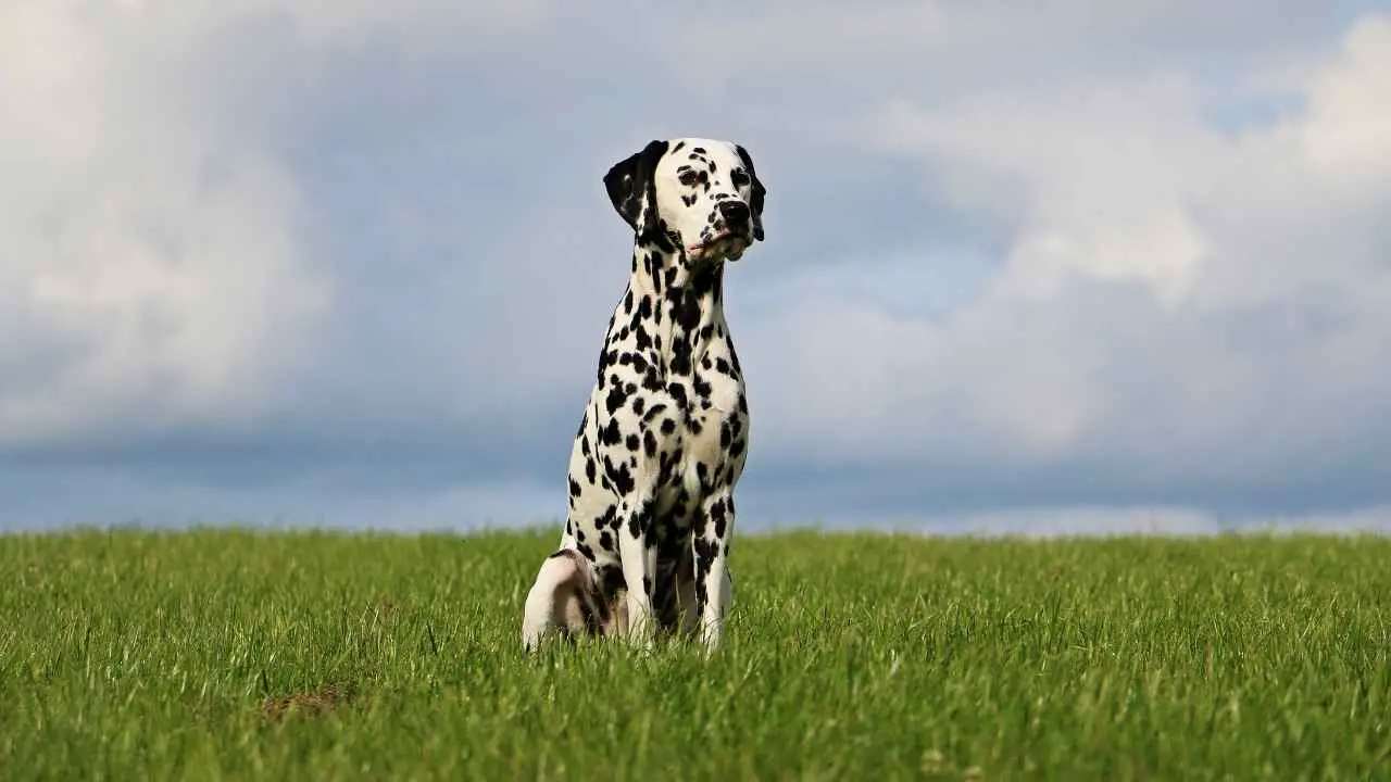 dalmata