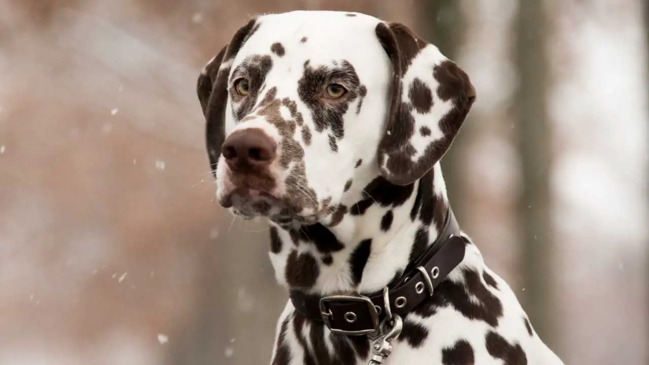 dalmata