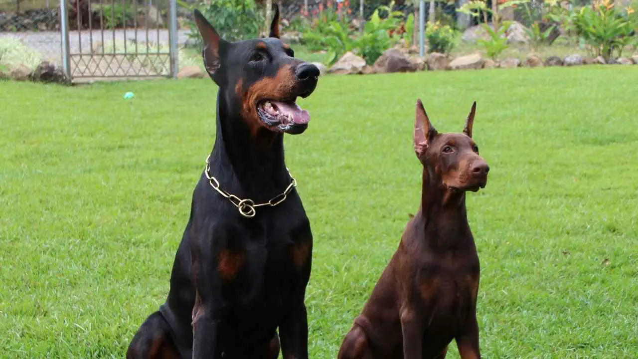 Doberman Pinscher