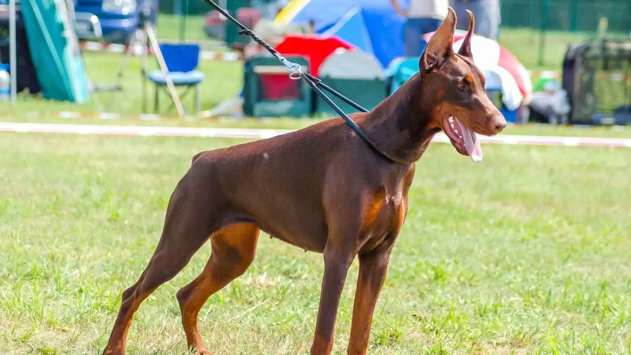 Doberman Pinscher