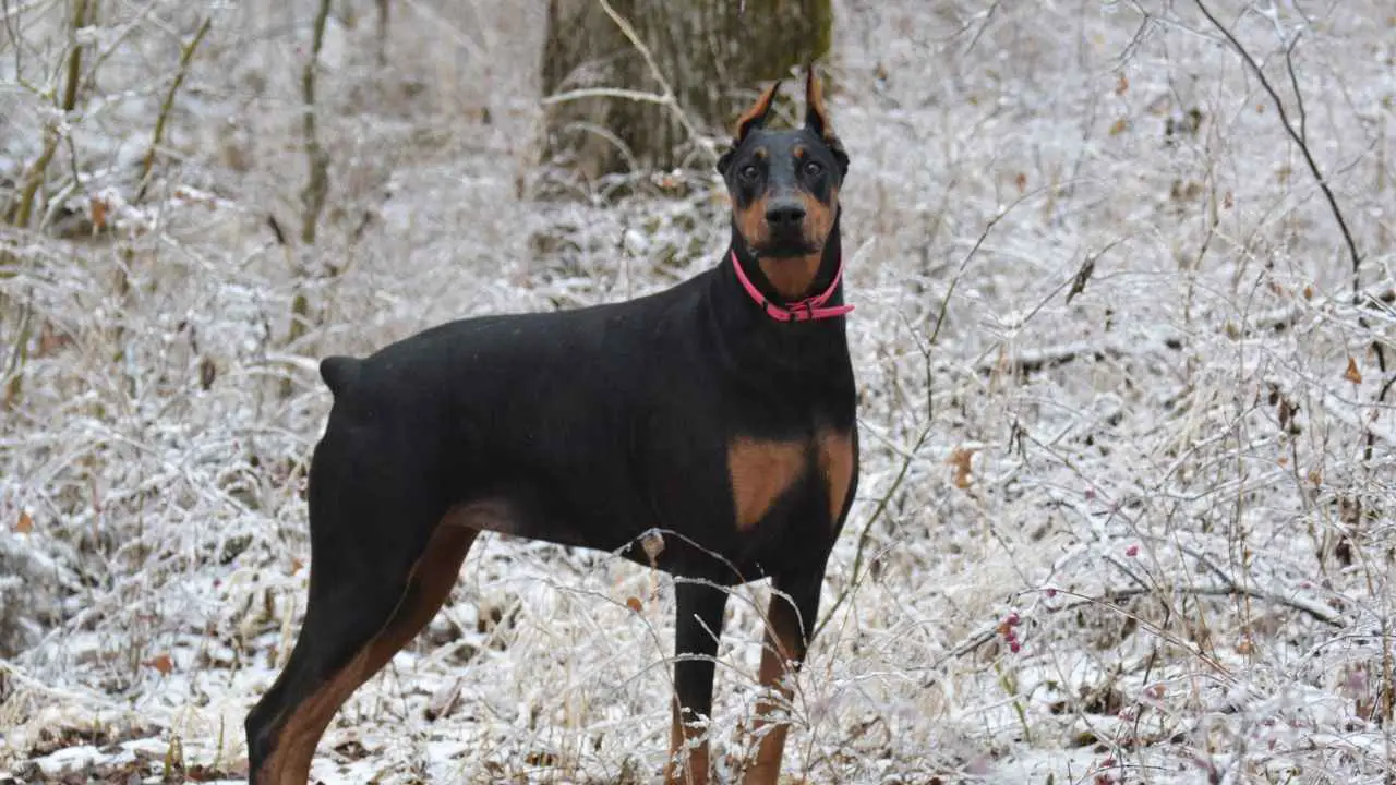 Doberman Pinscher