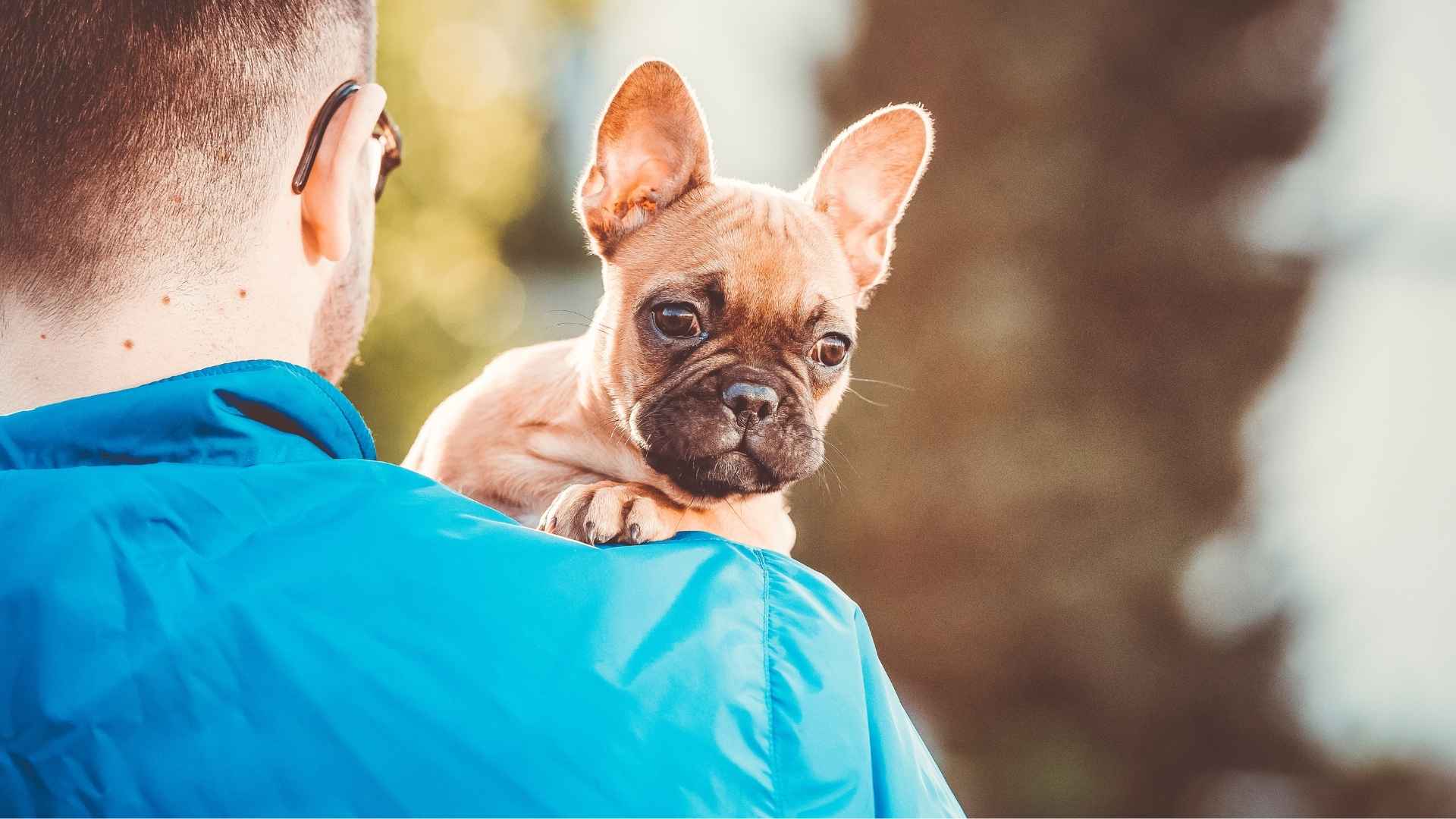 Dog Breeds Most Likely to Be Stolen by Thieves