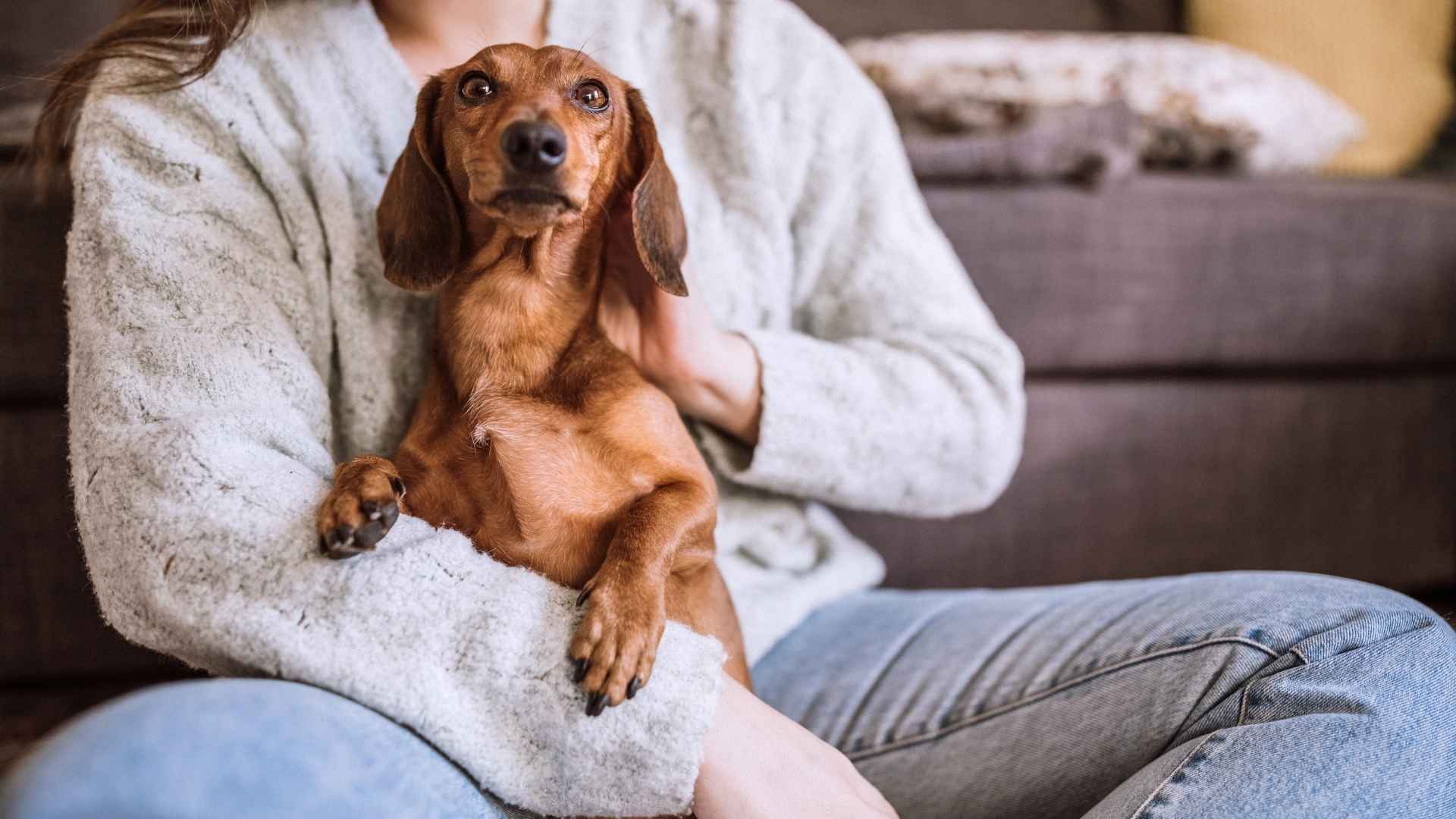 Dog Breeds That Best Suited for Introverts