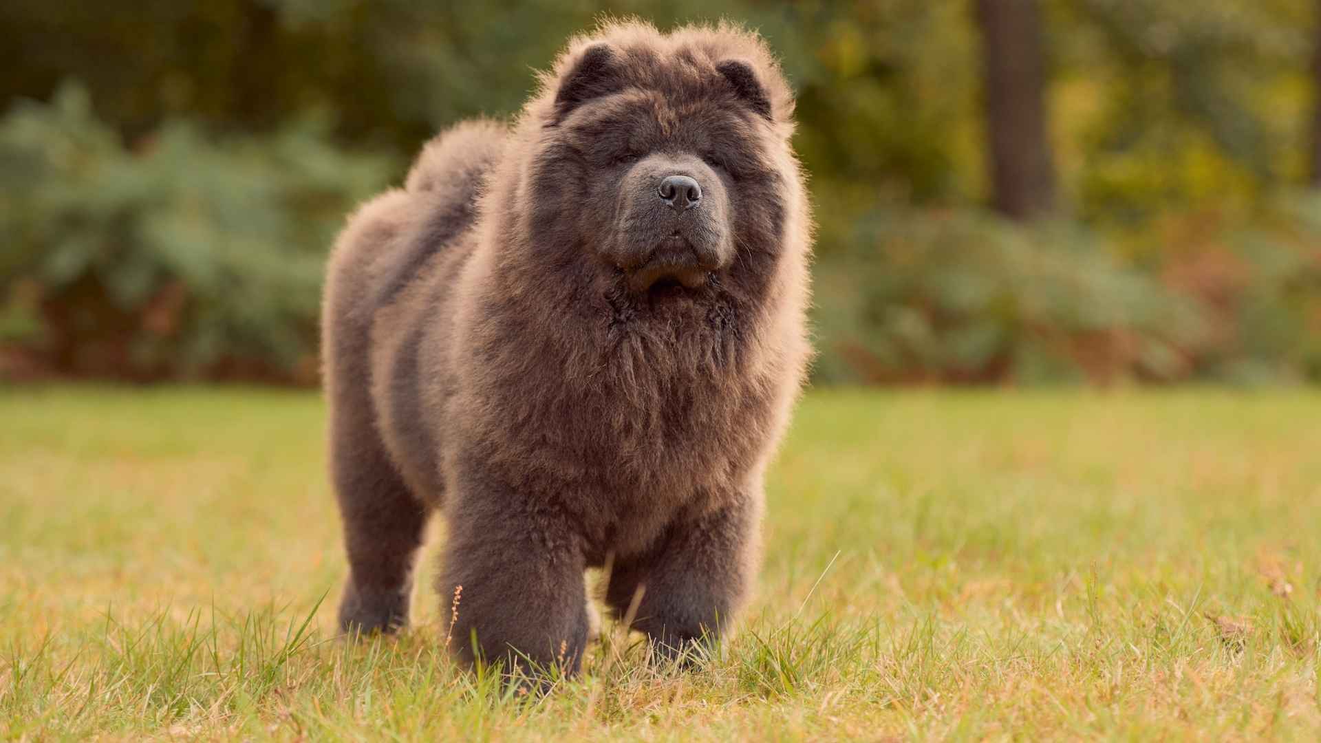 Dog Breeds That Look Like Teddy Bears