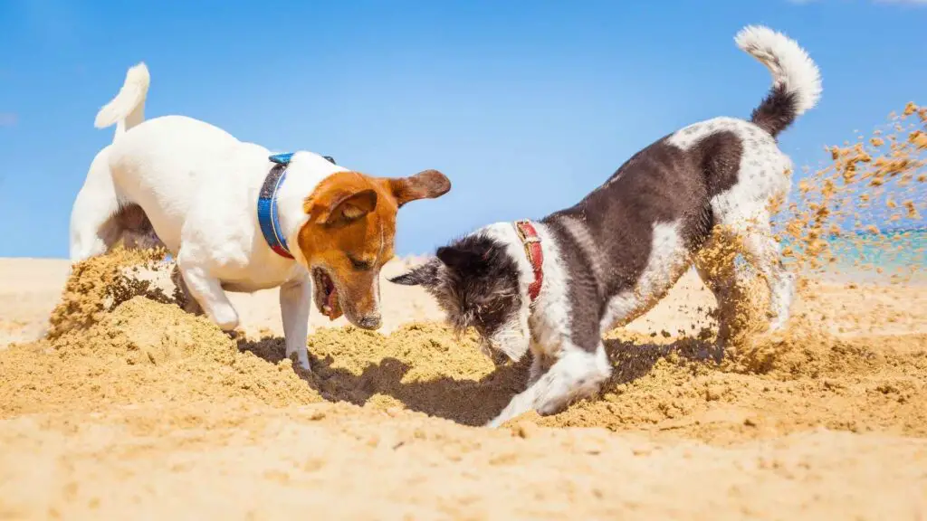 Dog Breeds That Love to Dig