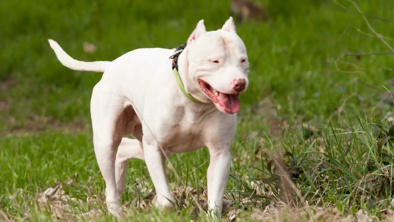 Dogo Argentino