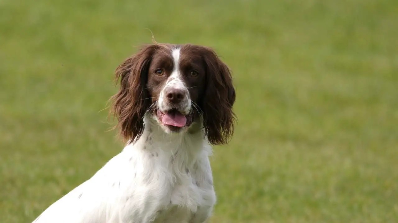 Springer spaniel inglese