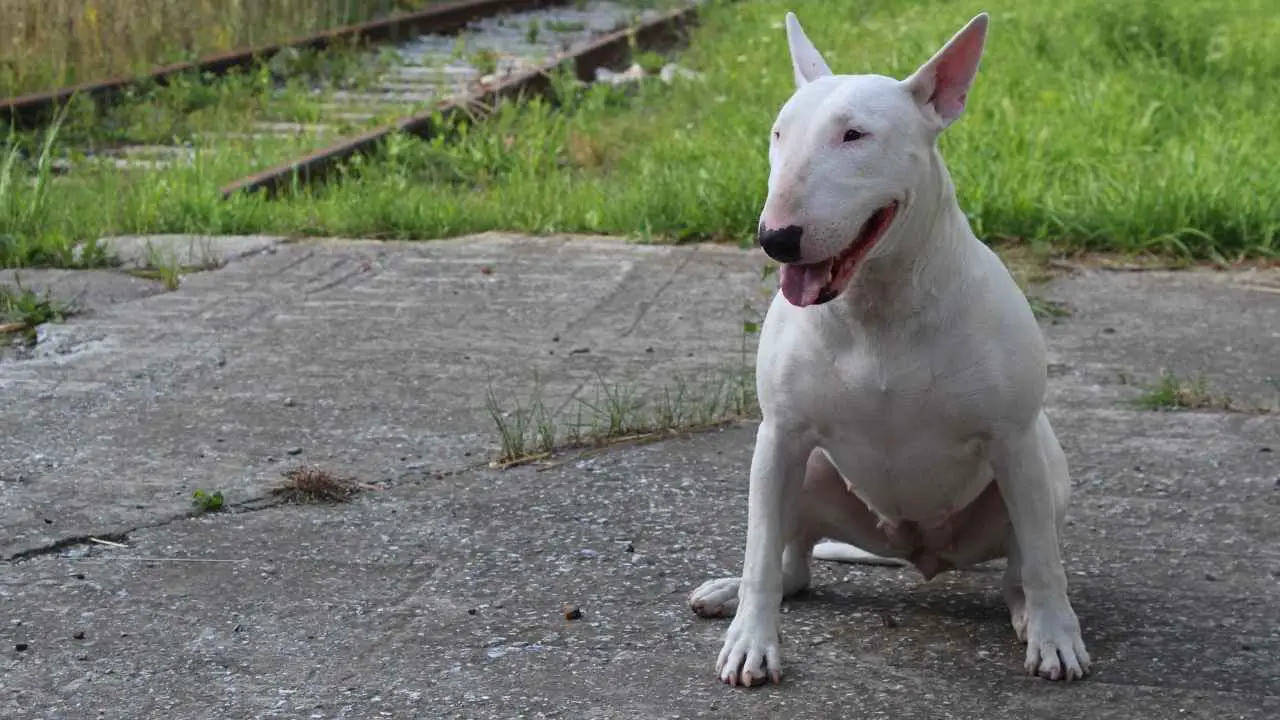 Terrier bianco inglese