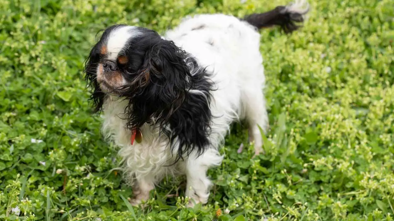 Spaniel giocattolo inglese