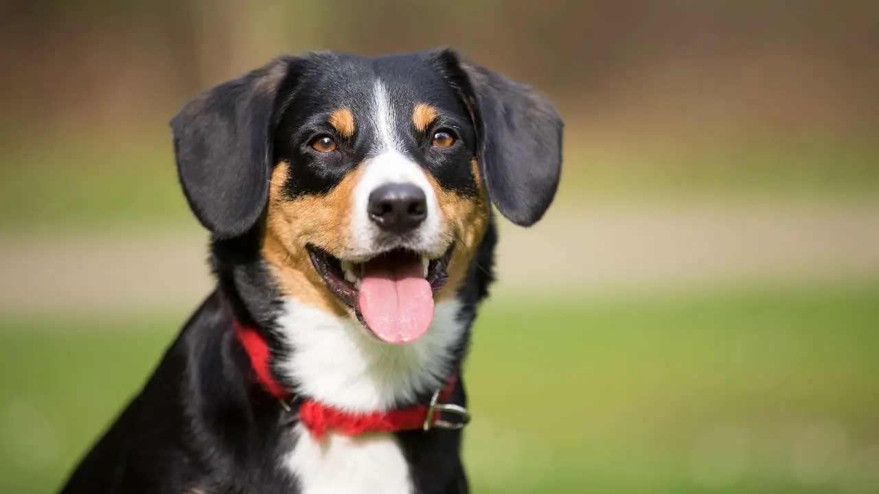 Bovaro dell'Entlebucher