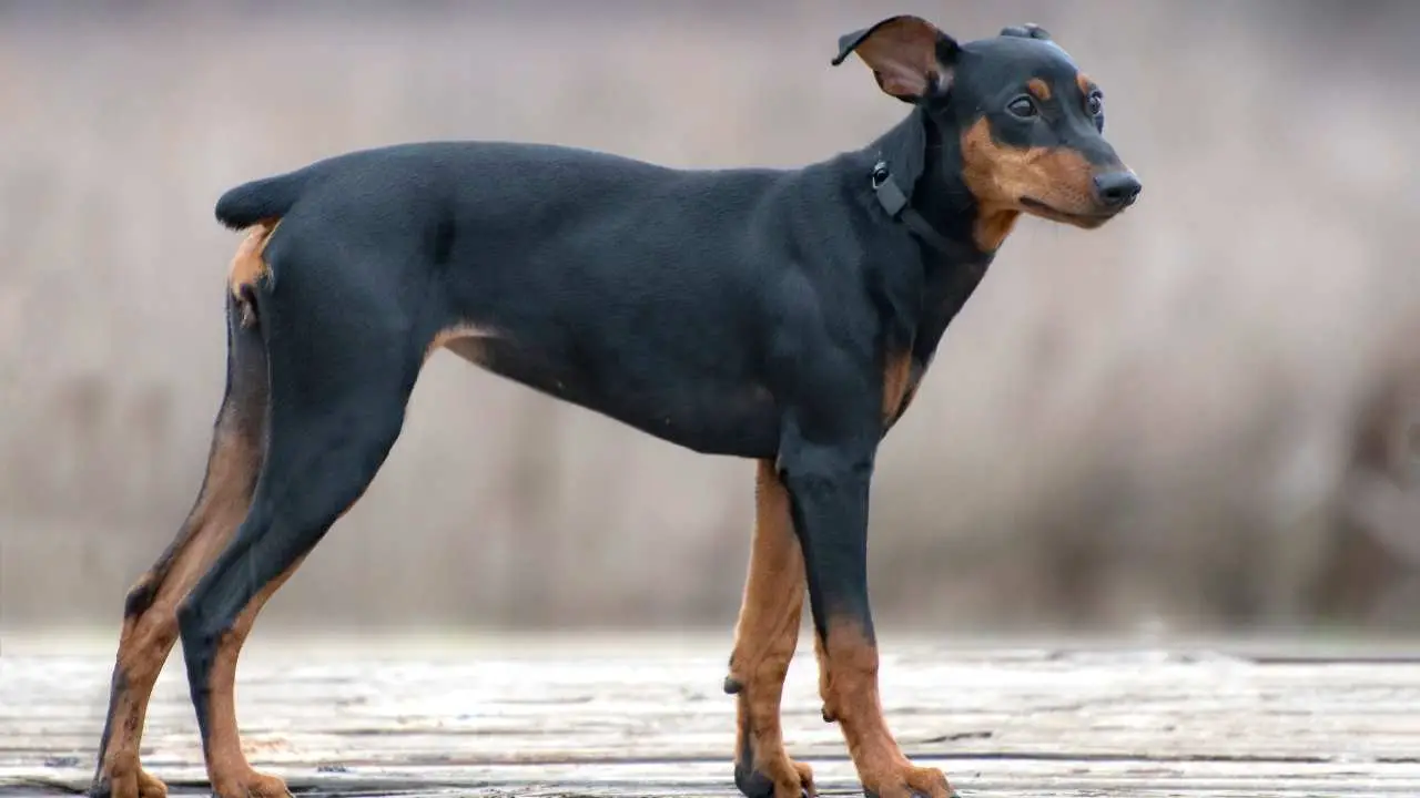 Pinscher tedesco