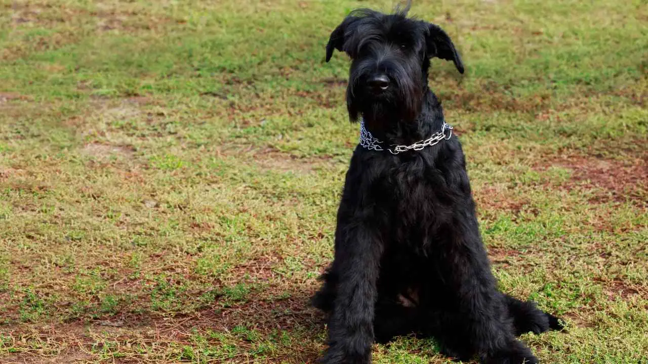 Schnauzer gigante