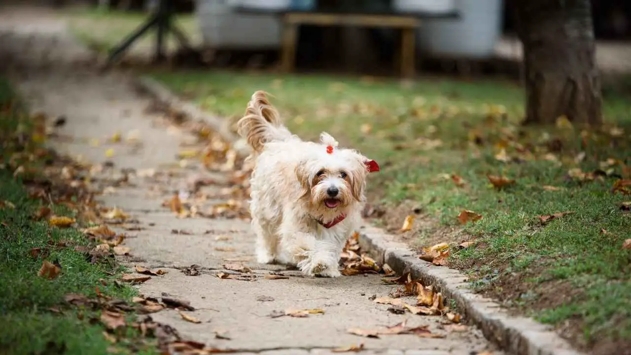 Havanese